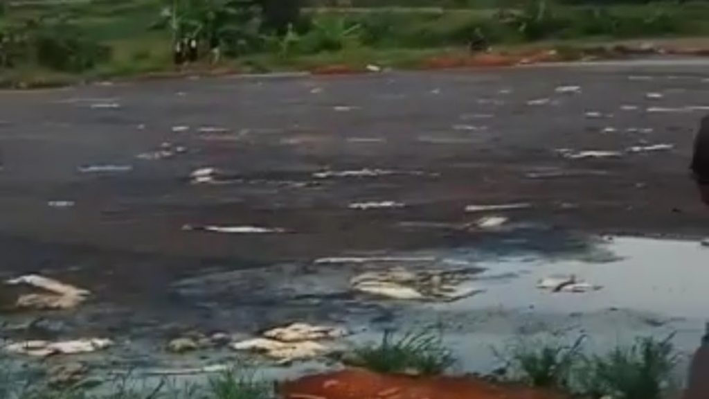 Srikandi Mojokerto Minta Tindak Tegas Pelaku Pembuang Limbah Cemari Sungai dan Sawah di Wonoploso Gondang