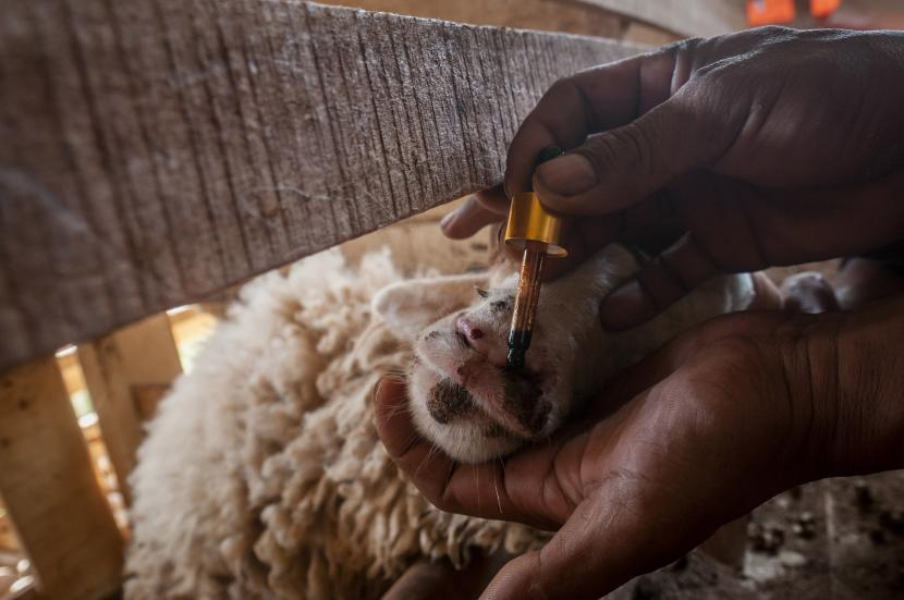 Kementan Diminta Segera Antisipasi Penyakit Mulut dan Kuku pada Sapi Peternak memberikan madu propolis pada hewan ternaknya di Rangkasbitung, Lebak, Banten, Senin (16/5/2022). Para peternak kambing setempat mengantisipasi penyebaran serangan wabah Penyakit Mulut dan Kuku (PMK) pada hewan ternak dengan memberikan obat herbal seperti madu propolis kepada hewan ternaknya setiap hari.