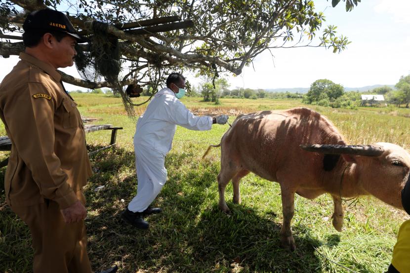 Sekjen DMI: Pemerintah Harus Kawal Pemeriksaan Hewan Qurban Upaya pencegahan penuluran hewan PMK di Aceh (Ilustrasi). Pemeriksaan hewan qurban sebagai upaya cegah penularan wabah PMK