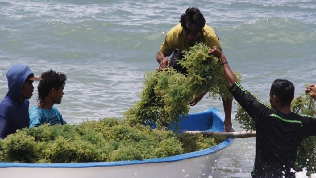 KKP Beberkan Jurus Tingkatkan Produksi Rumput Laut