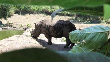 Dunia Kecam Taman Safari Florida yang Tembak Mati Badak Putih Langka Ilustrasi Badak Putih