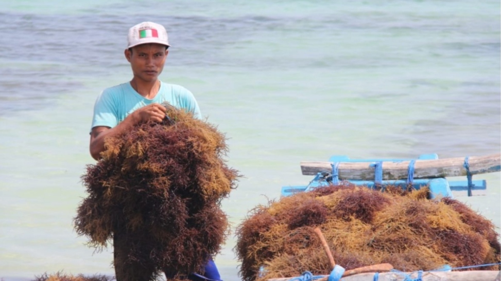 DKP Kaltim akan Bangun Kebun Rumput Laut di Bontang Seorang pembudidaya sedang panen rumput laut. Foto : KKP