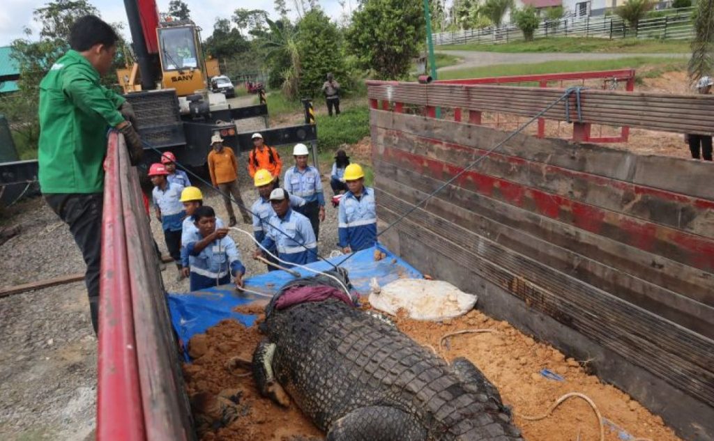 BKSDA Kaltim Tingkatkan Kesejahteraan Buaya di Tabang Zoo