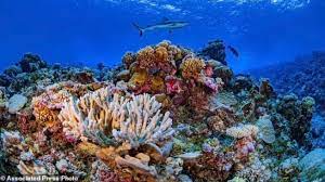 Pentingnya Konservasi Terumbu Karang Ekosistem Laut Trumbu Karang