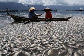 Parasit Ikan Nodular: Penyebab, Gejala, dan Pencegahan Efektif Parasit Ikan