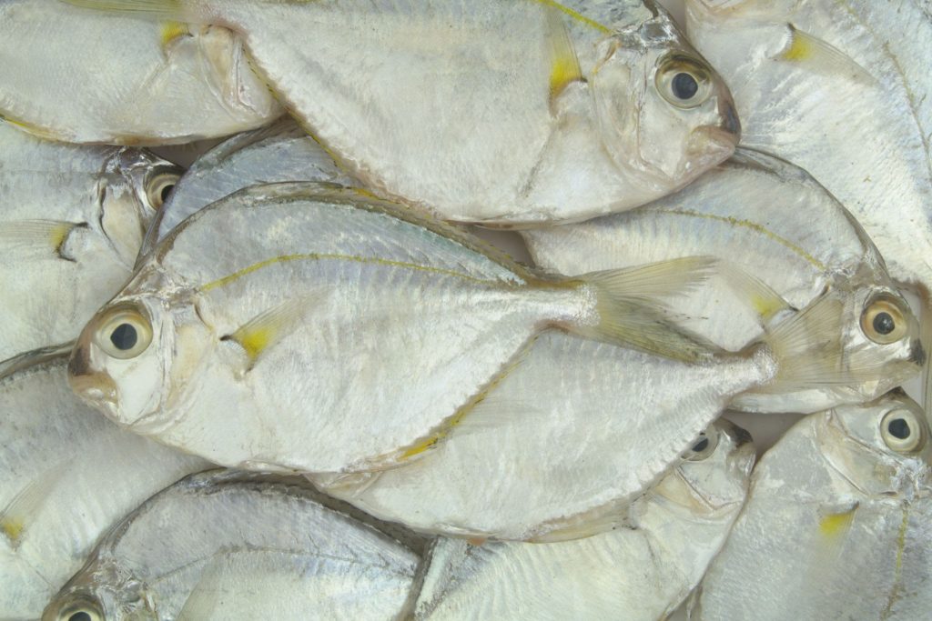 Ikan Petek