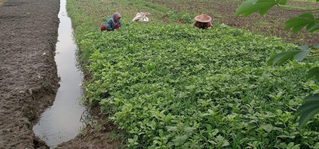 petani Desa Tanggungan Grinting, Kecamatan Tulangan Kabupaten Sidoarjo