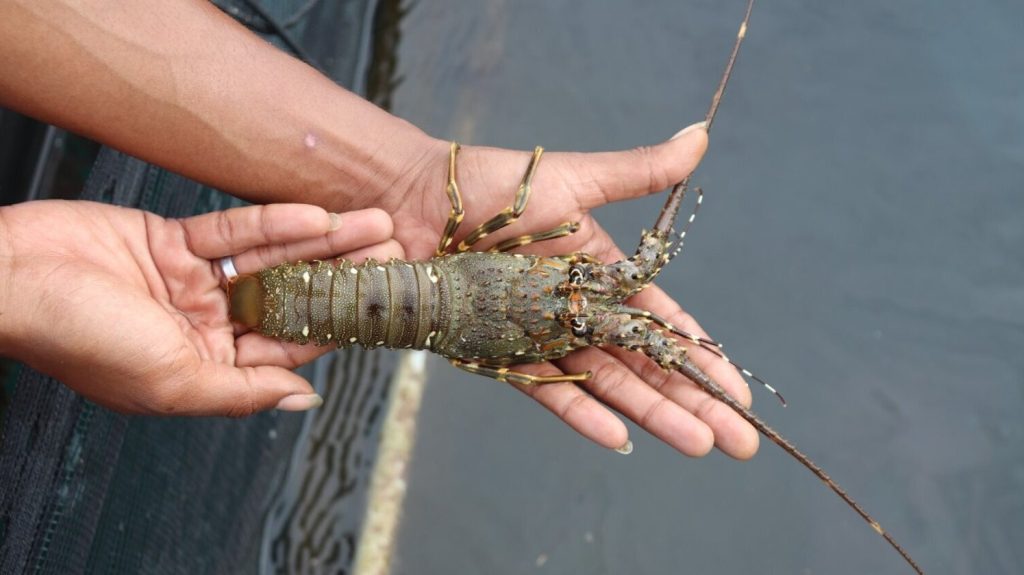 KKP Gandeng Kejagung untuk Kawal Implementasi Aturan Tata Kelola Lobster