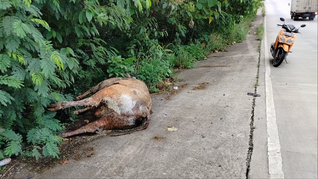 Bangkai Sapi di jalan poros Sangatta - Bontang KM 18 RT 23 Dusun Mekar Baru Desa Sangkima Kec. Sangatta Selatan meresahkan warga (Ahmad/GOnews.id).