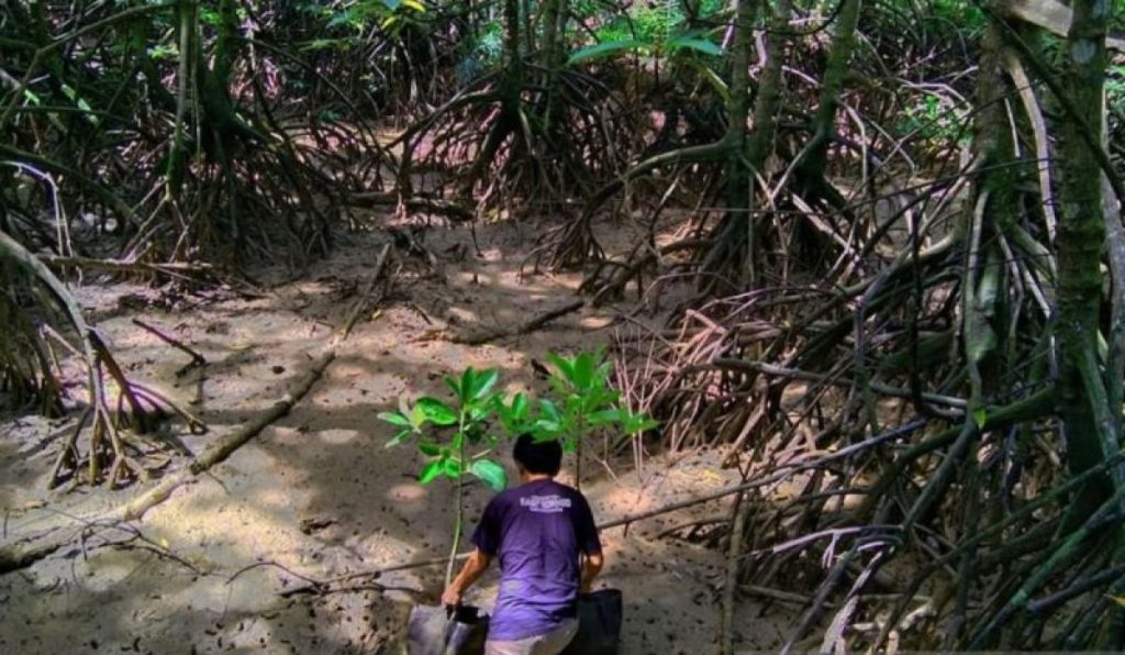 Rehabilitasi Mangrove Kaltim
