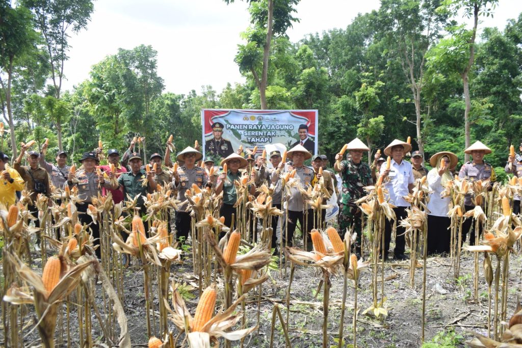 Sinergi Perhutani Jombang, Polri, dan Dinas Pertanian Sukseskan Panen Pertama Jagung Swasembada Pangan di Nganjuk Perhutani KPH Jombang sinergi bersama Polri dan Dinas Pertanian, sukseskan panen jagung tahap pertama di petak 33 A RPH Lengkong Lor BKPH Krondong KPH Jombang, Dusun Dance Desa Bajang, Kecamatan Ngluyu, Nganjuk, Rabu (26-2-2025)