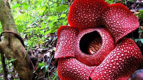 Rafflesia, Si Raksasa Sunyi dari Hutan Tropis Bunga Unik Indonesia