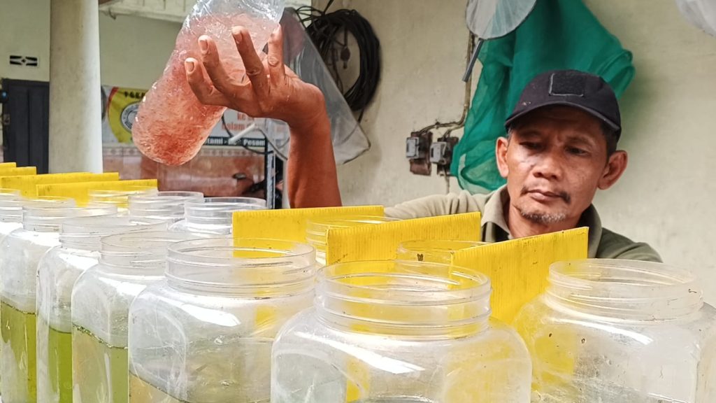 Suhu Ekstrem Picu Gagal Panen, Petani Cupang di Kediri Merugi Santoso ketua Pokdakan Mina Maju Mandiri saat di kolam pembenihan ikan cupang