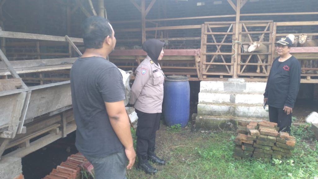 Cegah Penyakit Hewan, Polsek Gedangan Cek Kesehatan Kambing Kurban Kanit Binmas Polsek Gedangan AKP Muryati, didampingi Bhabinkamtibmas Bripka Rizky, saat memeriksa sejumlah peternakan kambing di Desa Ganting, Rabu (21/5/2025) (Nug/GOnews.id)