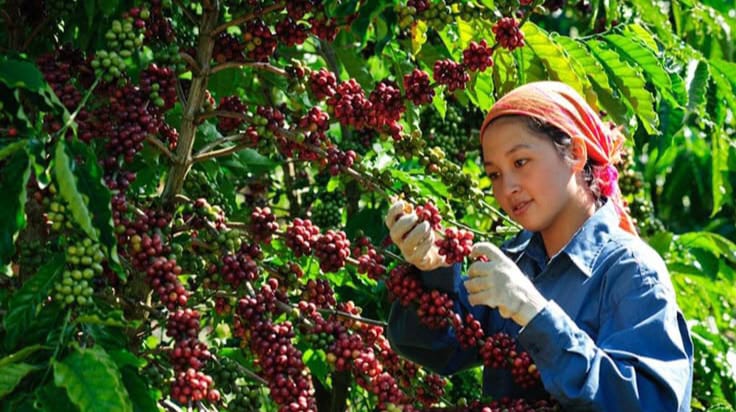 Dari Padi Sampai Kopi, Intip Tanaman Andalan Petani Indonesia Petani Indonesia