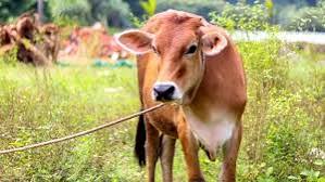 Syarat Sah Qurban: Tuntunan Lengkap Agar Ibadah Diterima