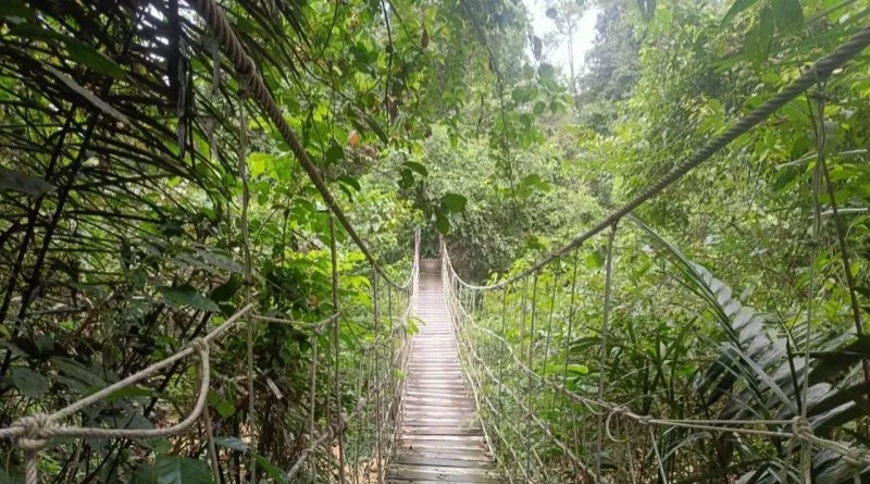 Kaltim Jadi Pelopor Program Karbon Hutan FCPF di Indonesia