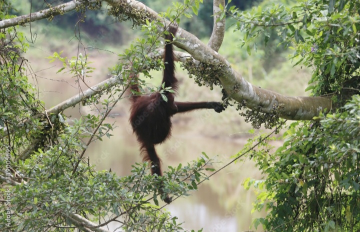 Prevab Mentoko: Trekking Orangutan Liar di Kalimantan