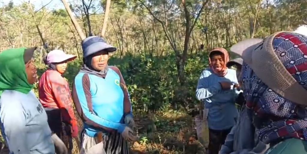 Keadaan Ijen Makin Kritis, Ribuan Pohon Kopi PTPN Ditebang OTK Warga histeris melihat matapencaharian ditebang orang tak dikenal