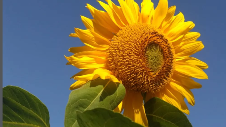 12 Cara Sederhana Latih Positive Mindset Sehari-Hari