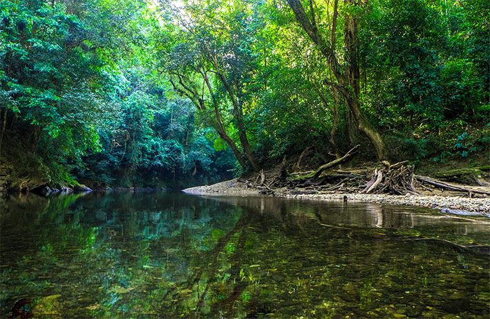 Ayo Kenali Jenis-Jenis Hutan di Indonesia!