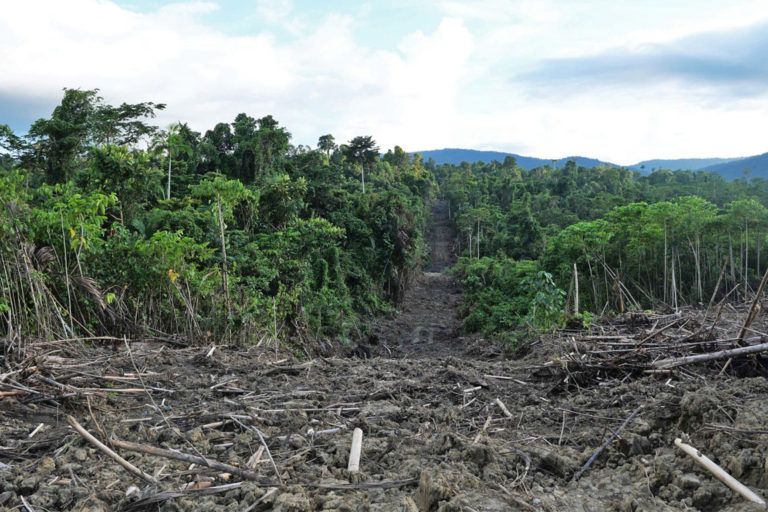 Papua dan Ancaman Terakhir Hutan Tropis Indonesia