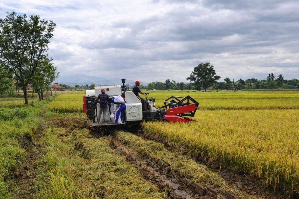 Combine Harvester, Teknologo yang Mempercepat Masa Panen Padi Petani Desa Bicak Trowulan Mojokerto memanfaatkan mesin combine harvester (Dian/Mahasiswa Magang)