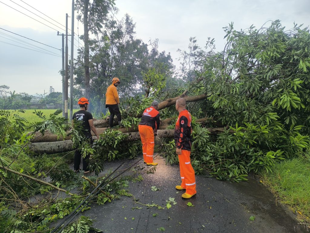 BPBD Jember Gerak Cepat Tangani Angin Kencang Petugas BPBD JEMBER saat tangani pohon roboh.foto BPBD Jember