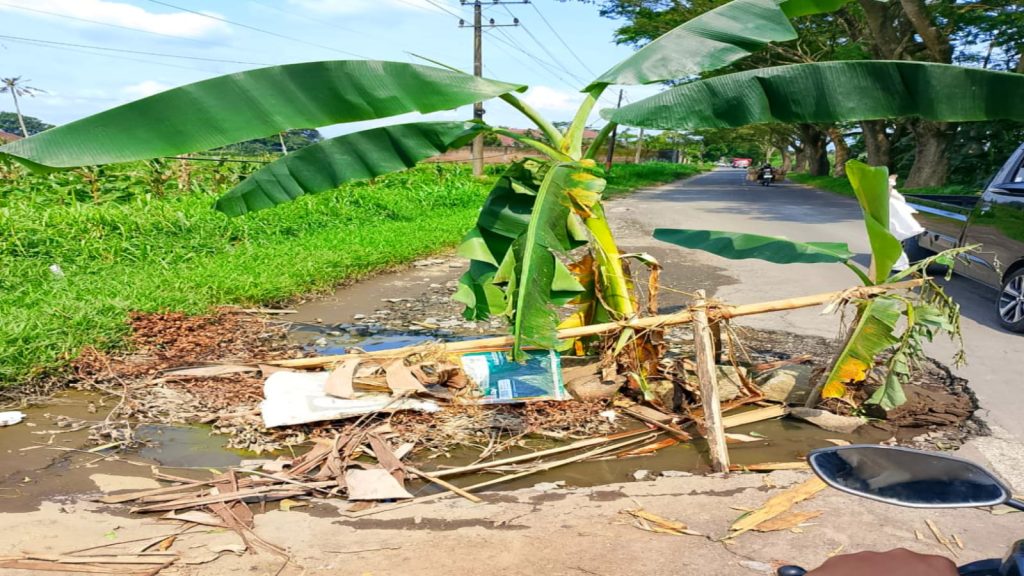 jalan desa wonusuko - kalianyar rusak parah, warga tanami pisang ditengah jalan. 8/3/2026