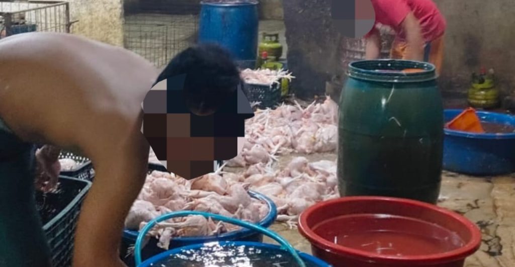 Aktivitas RPH ayam di Jetis Mojokerto