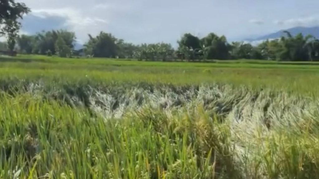 Hamparan sawah di wilayah Kutorejo, Mojokerto memperlihatkan sebagian tanaman padi yang rebah setelah diguyur hujan dan angin kencang beberapa hari terakhir, Kamis 6 Maret 2026.