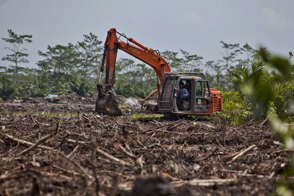 Deforestasi Melonjak, Kalimantan-Papua Tertekan
