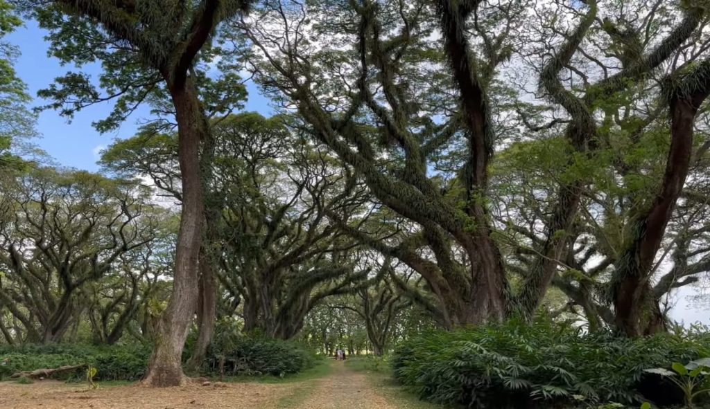 Pesona De Djawatan Banyuwangi Tarik Selebritas Hutan De Djawatan Benculuk di Banyuwangi. Kamis (16/4/2026)