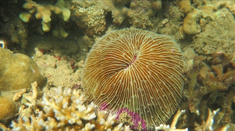 Jurnal Melimpah Karang Jamur (Fungia fungites)