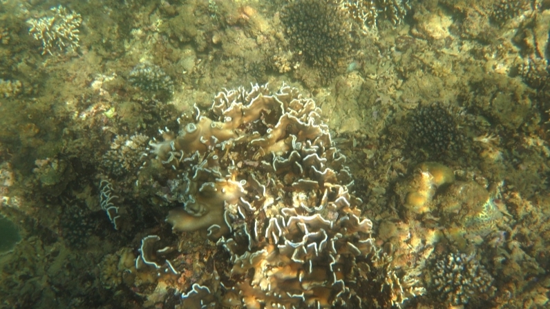 Karang langka yang ditemukan di Pulau Sempu (Heliopora coerulea)