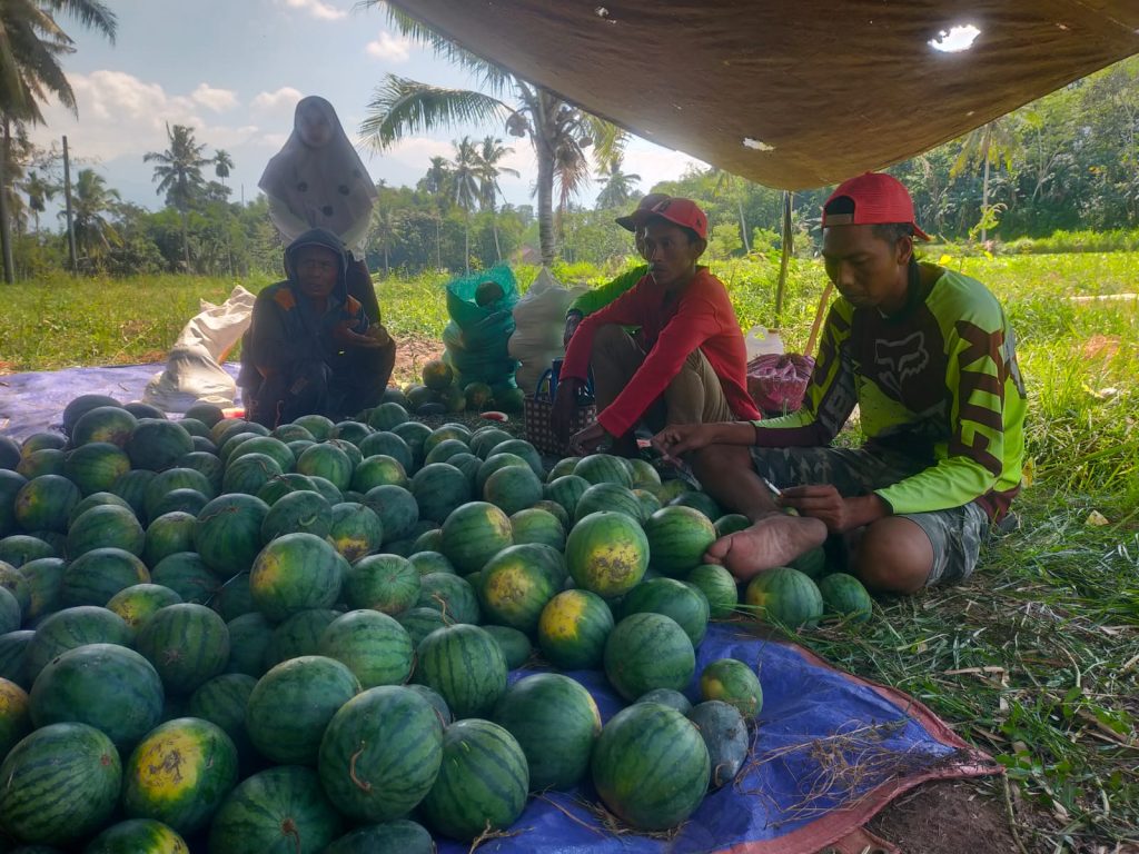 MBG Libur, Omzet Pedagang Buah Bondowoso Merosot Drastis Panen Semangka Dan Melon Di lahan Semangka Balap Haryanto. Selasa 7/7/2026
