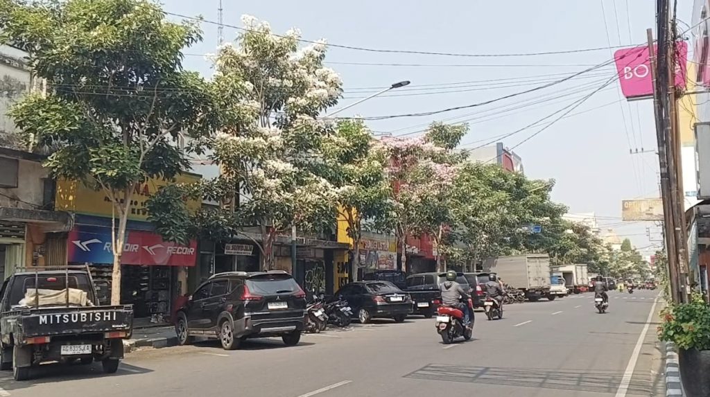 Tabebuya Bermekaran, Percantik Sudut Kota Kediri deretan tanaman bunga tabebuya di jalan Mauni kota Kediri mulai bermekaran 
