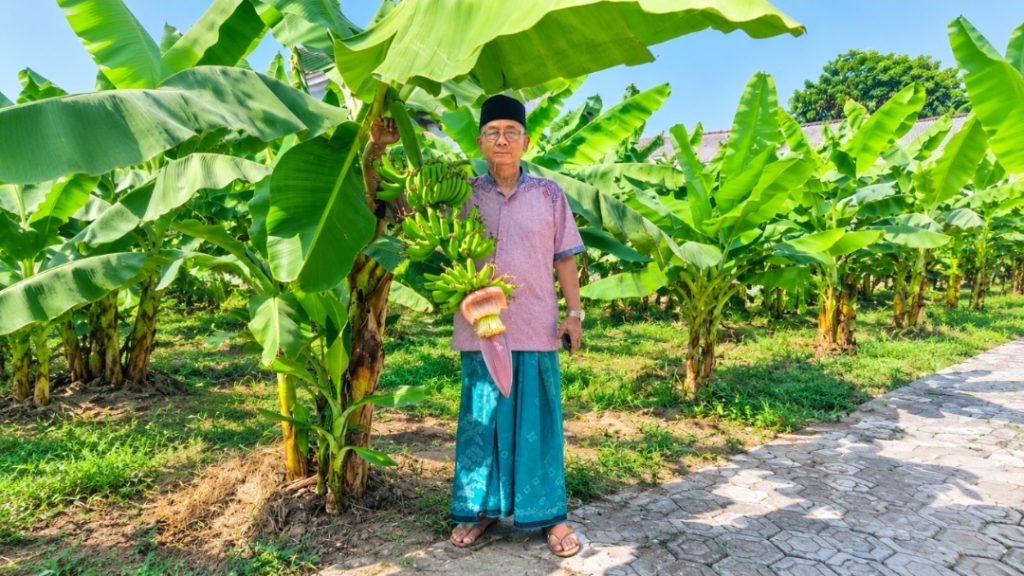 Budidaya 1.500 Pohon Pisang Jadi Langkah Nyata Pondok Pesantren Segoro Agung Dukung Program Ketahanan Pangan Nasional Pendiri dan Pengasuh Pondok Pesantren Segoro Agung, KH. Bimo Agus Sunarno (dok.PP Segoro Agung)