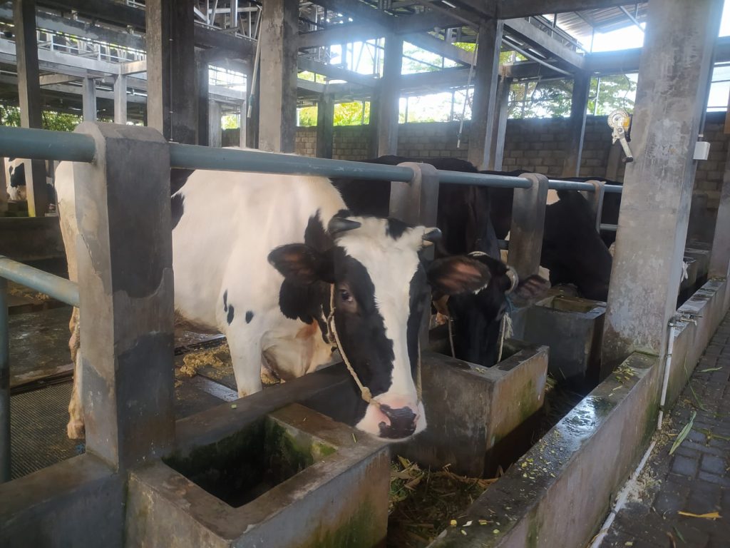 30 Sapi, 200 Liter Susu Sehari: Riezda Indo Dairy Ikut Buka Peluang Kerja di Jember Peternakan Riezda Indo Dairy penghasil susu di Rowa Indah.Foto Edi Mulyono