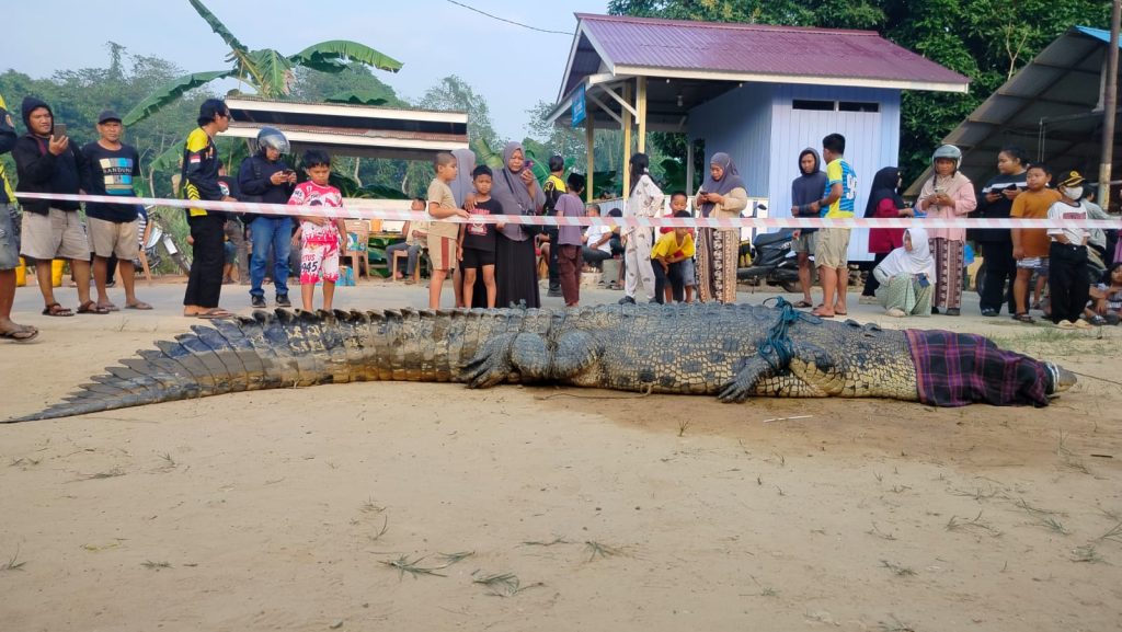 Buaya 4,4 Meter Dievakuasi Usai Terkam Warga Kutim Buaya 4,4 Meter Dievakuasi Usai Terkam Warga di Gang Durian RT 06 Desa Sangatta Utara, Kutim, Minggu (20/9/2026) (Wahyudi/GOnews.id)